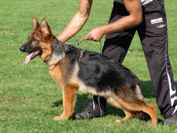 Ulrike vom Zellwaldrand-VV1